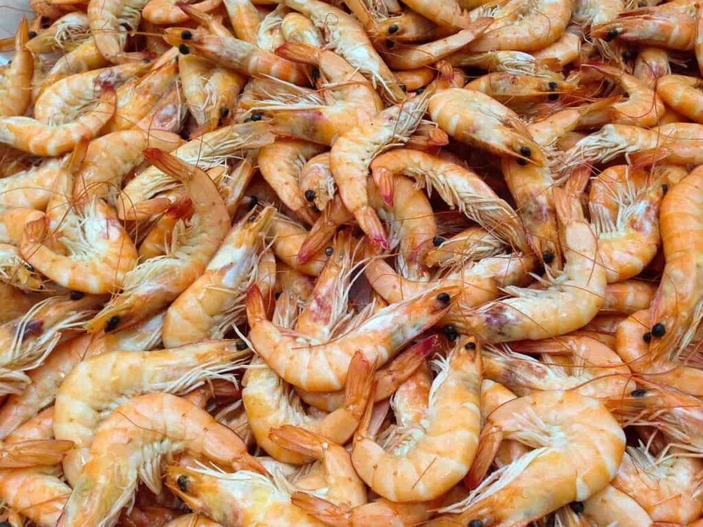 Shrimp Processing