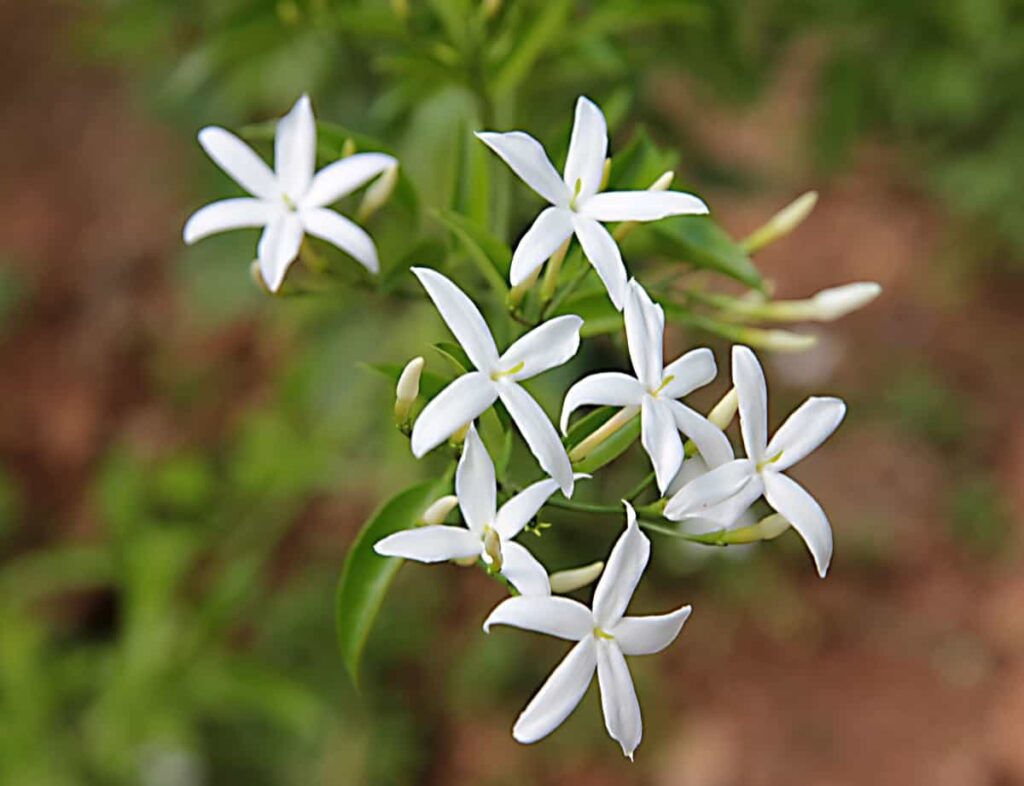 Top 4 Jasmine Flowering Plants for Fragrance