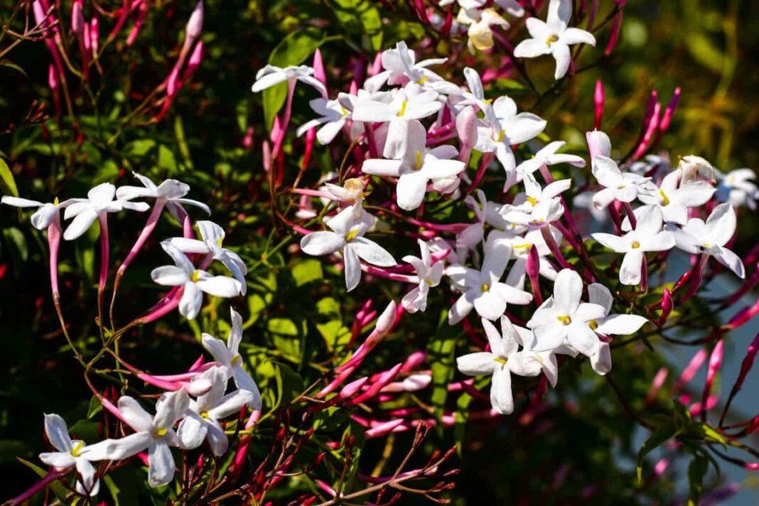 Top 4 Jasmine Flowering Plants for Fragrance: How to Grow, Care, and ...