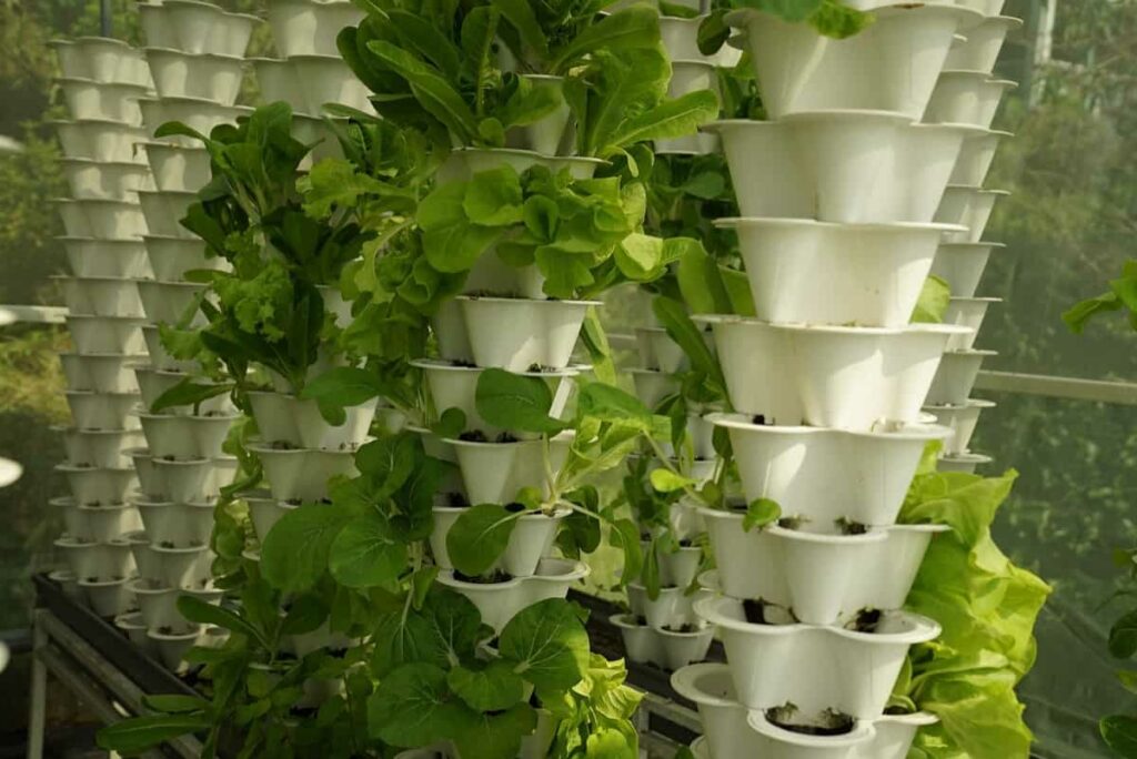 Vertical Farming Business Plan in India