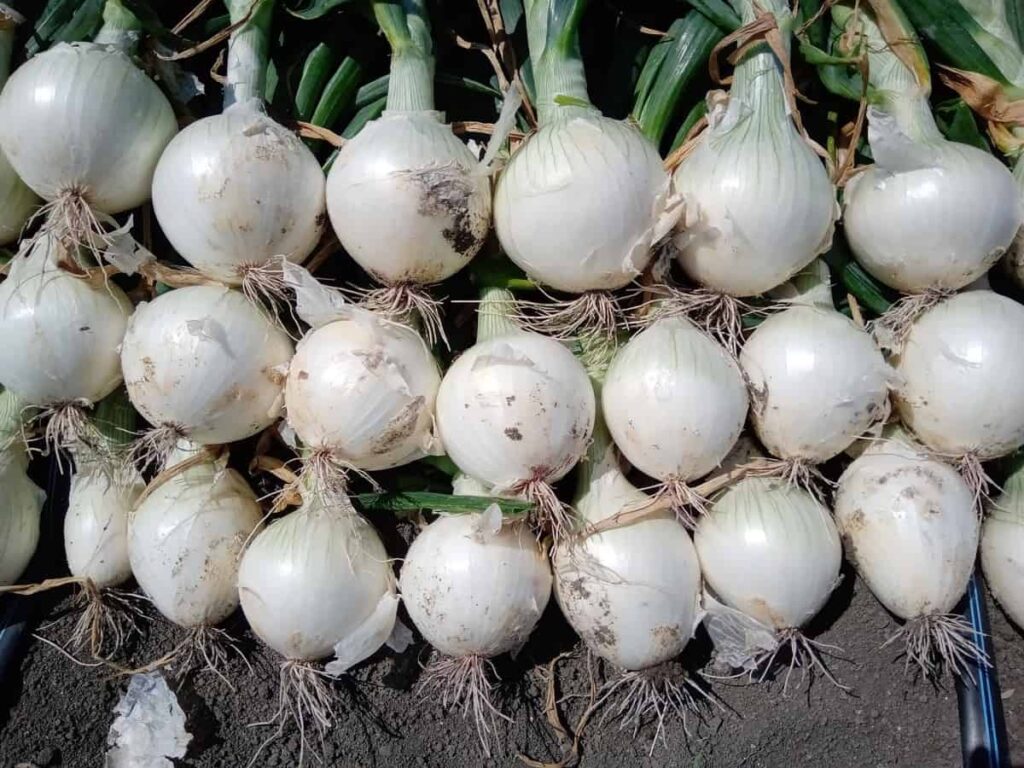 White Onion Farming in India
