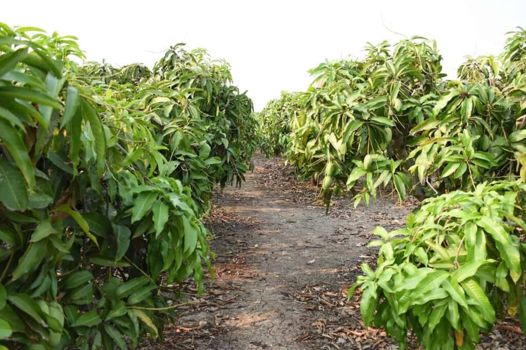 Dashehari Mango Farming in India
