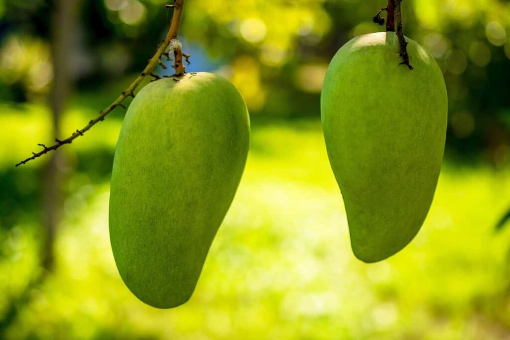 Dashehari Mango Fruit