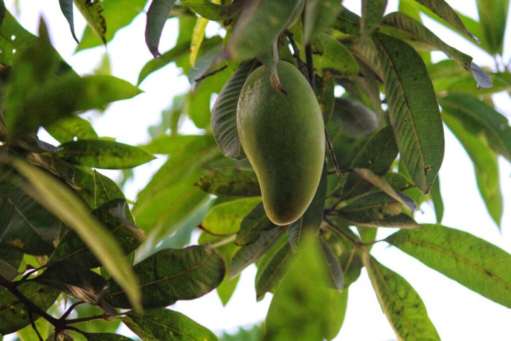 Dashehari Mango Tree