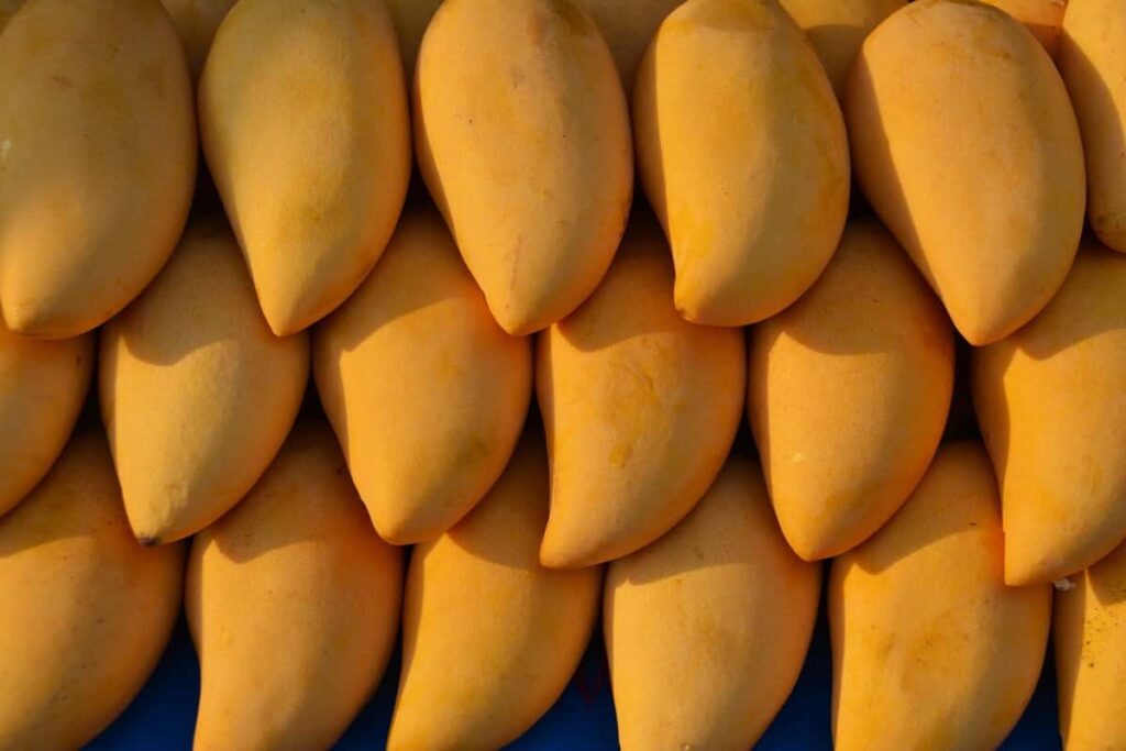 Dashehari Mango Harvesting