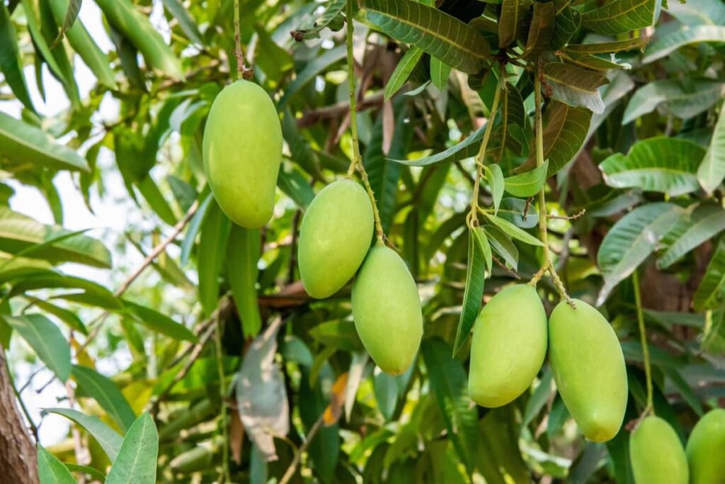 Dashehari Mango Cultivation