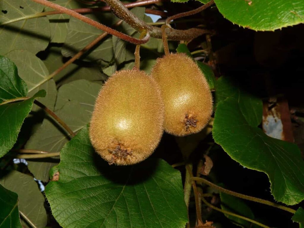 Pest and Disease Management in Kiwi
