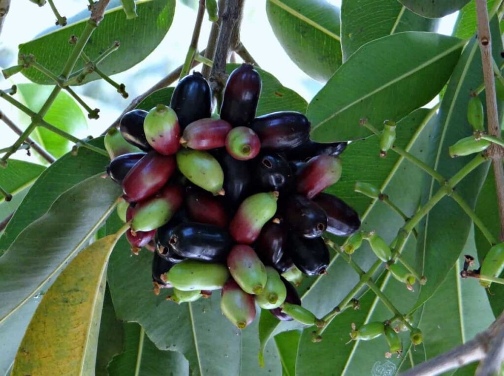 Jamun Fruit
