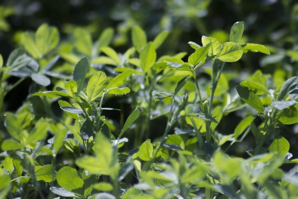 How to Grow Alfalfa from Seed