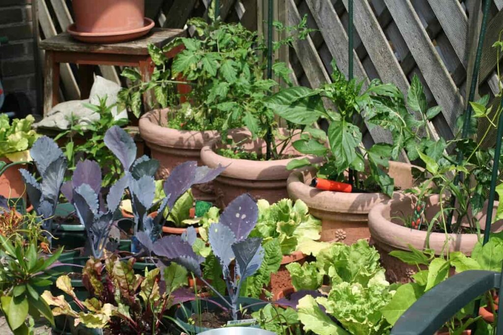 Pot Gardening