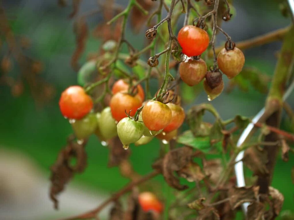Tomato Plant Disease