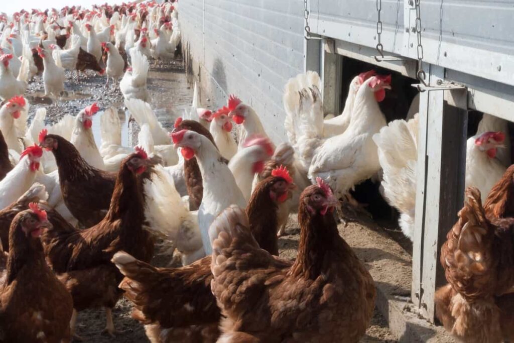How to Start Poultry Farming in Cambodia