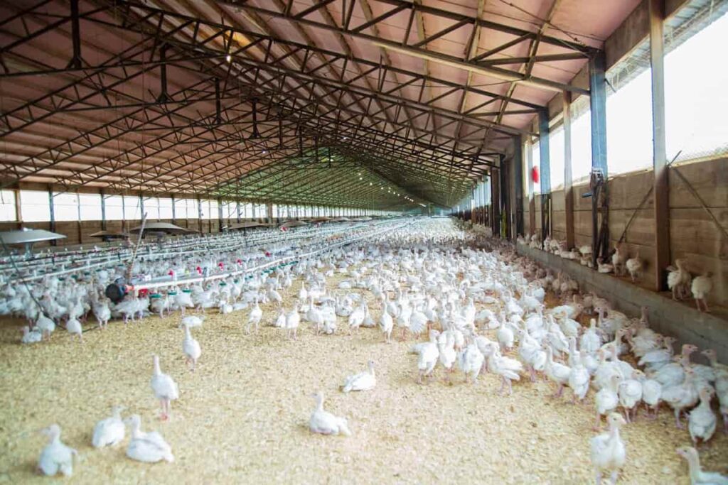 Poultry Farm Design