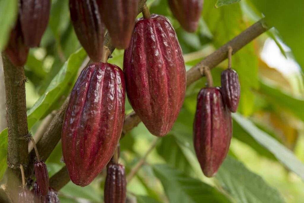 How to Start Cocoa Farming from Scratch