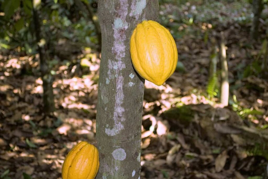 Cocoa Tree