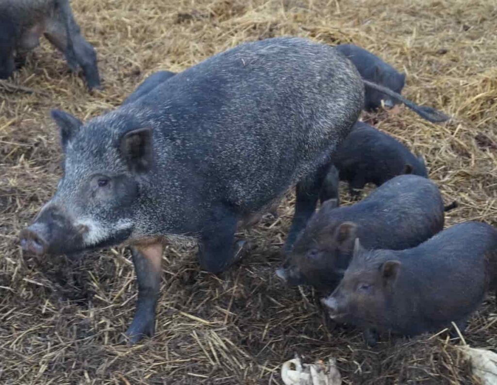 Pig Breeds