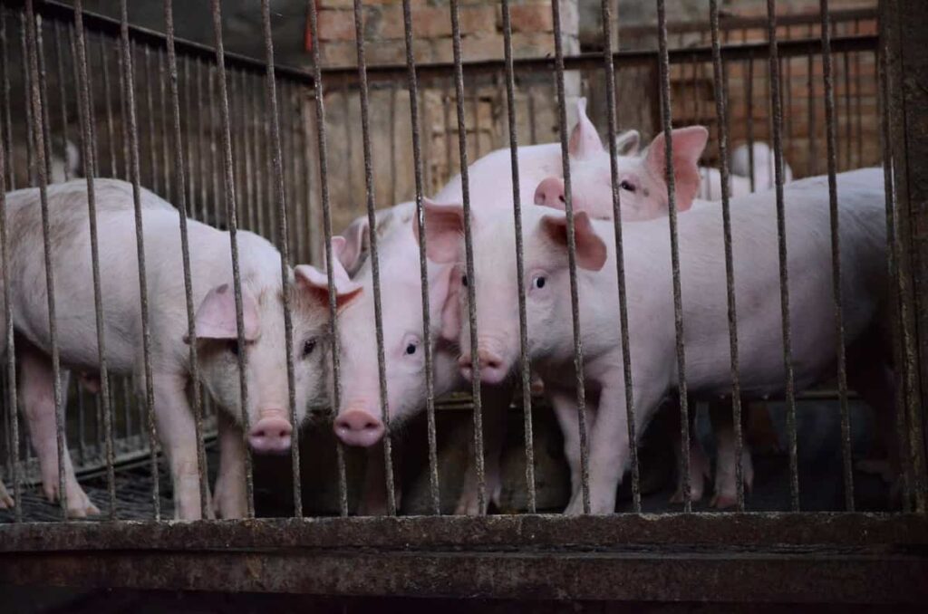 Pig Farming Cage