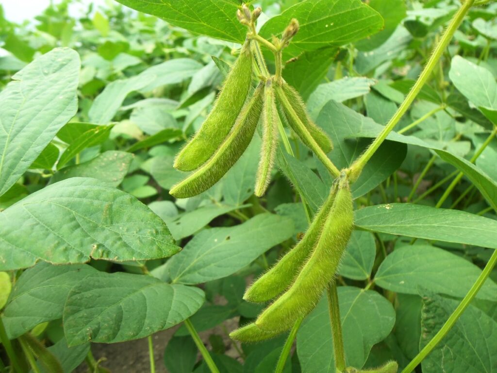 Soya Plant