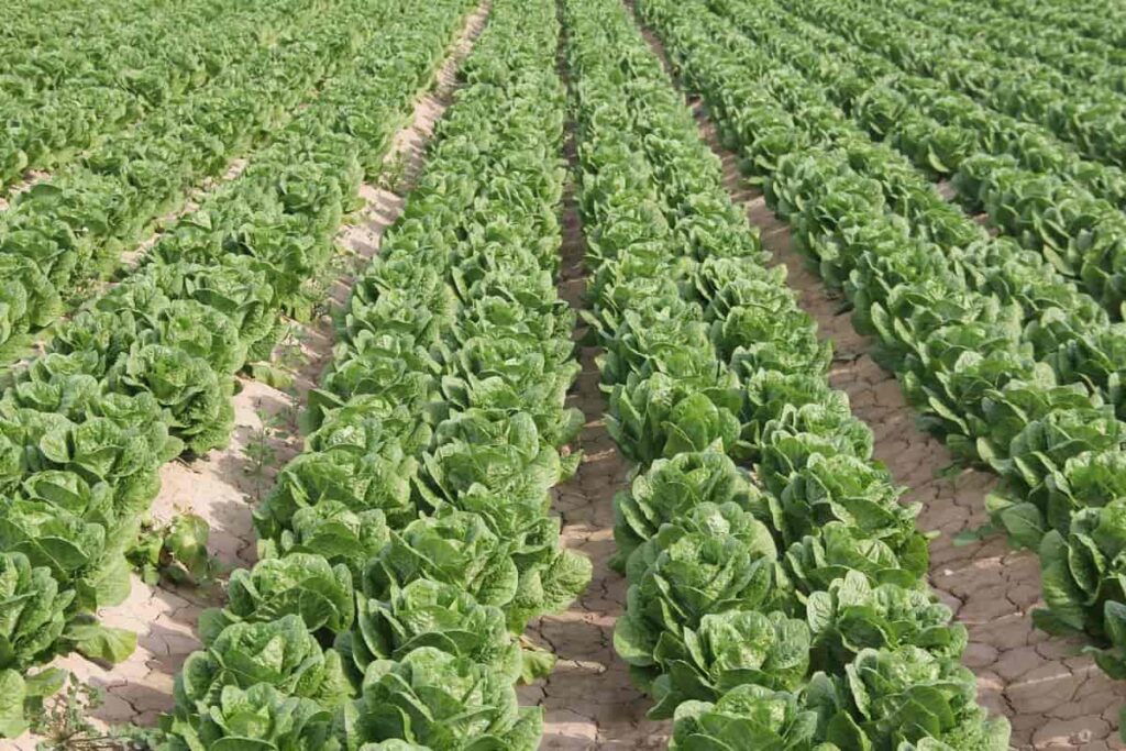 Lettuce Cultivation