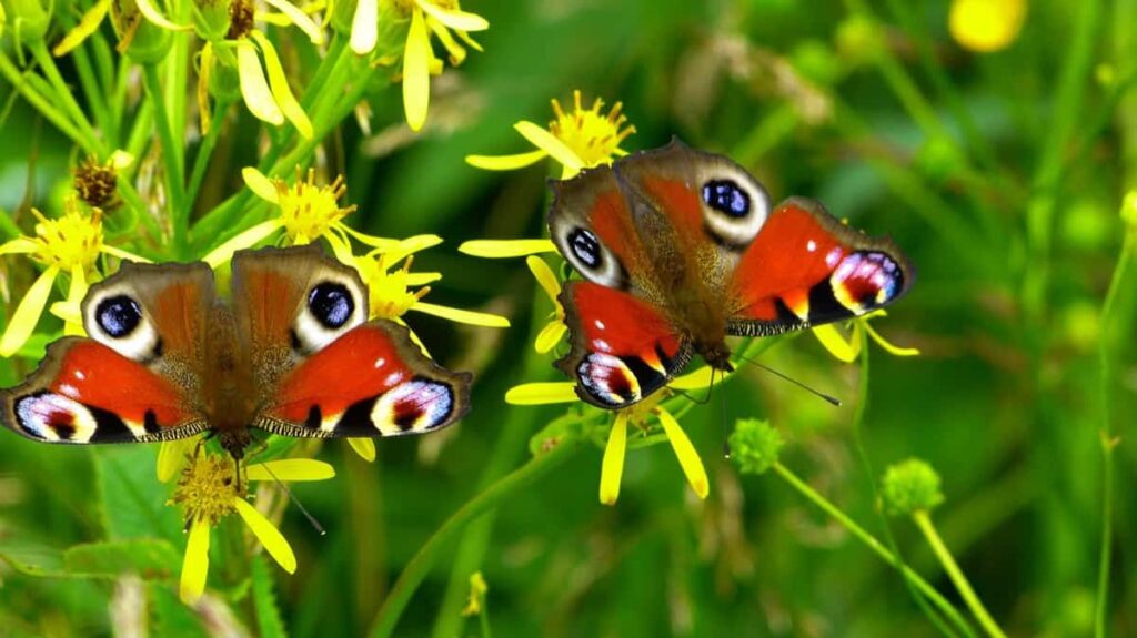 Key Rules to Start a Butterfly Garden from Scratch