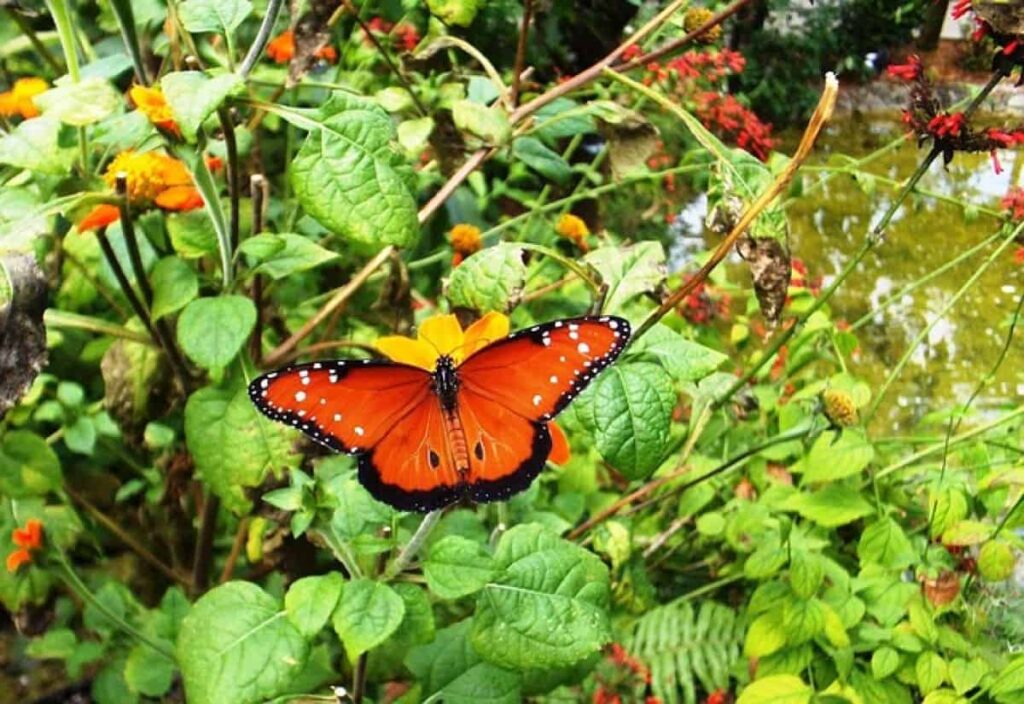 Red Butterfly Garden