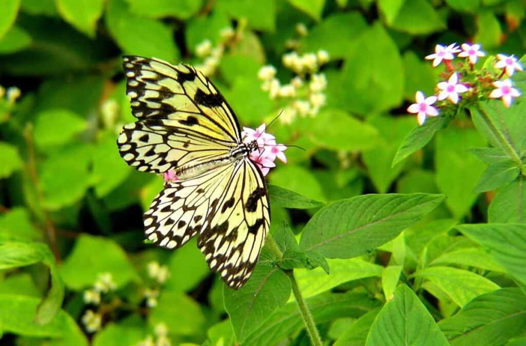 Yellow Butterfly in Garden