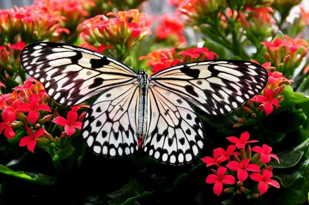 Colorful Butterfly Garden
