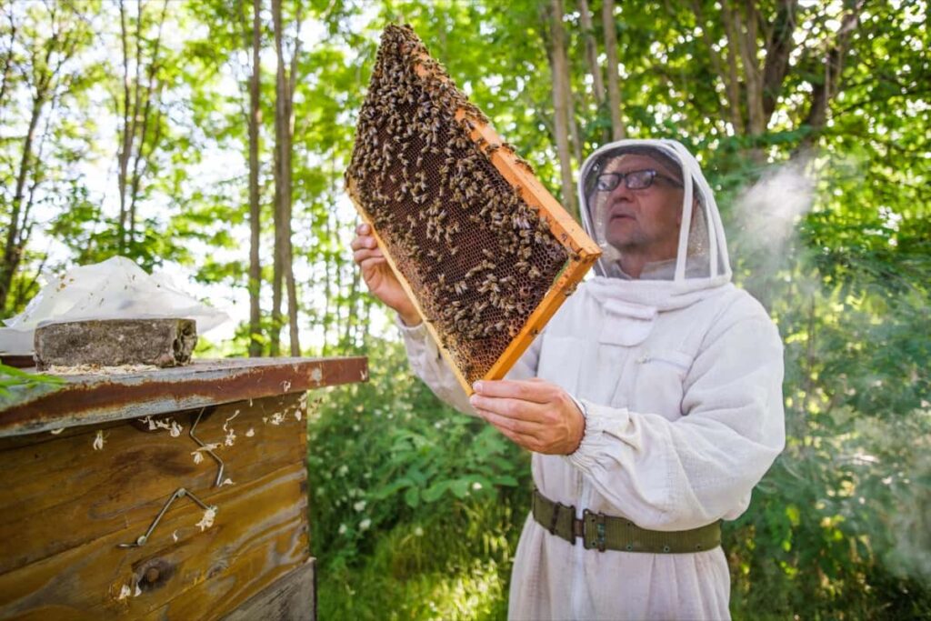 Beekeeping Business Plan