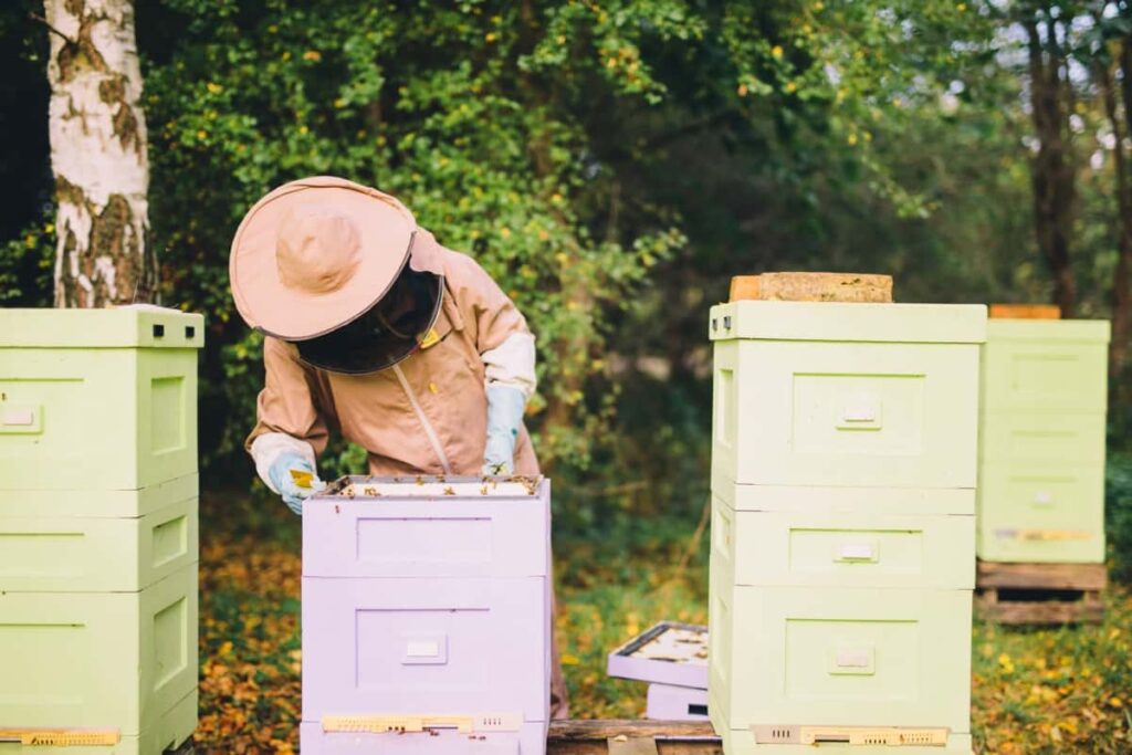 Beekeeping Boxes