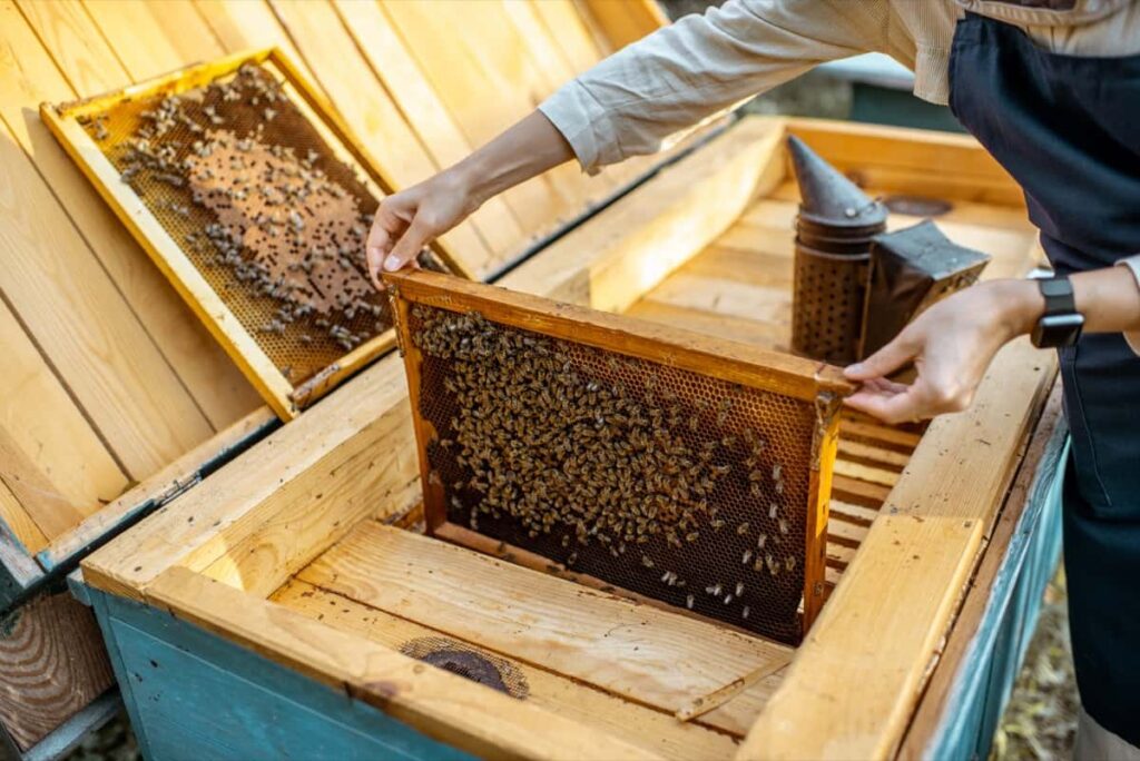 Advanced Beekeeping Box