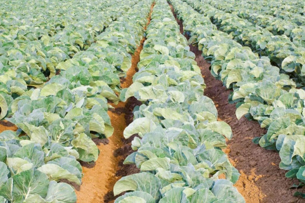 Organic Cabbage Farming