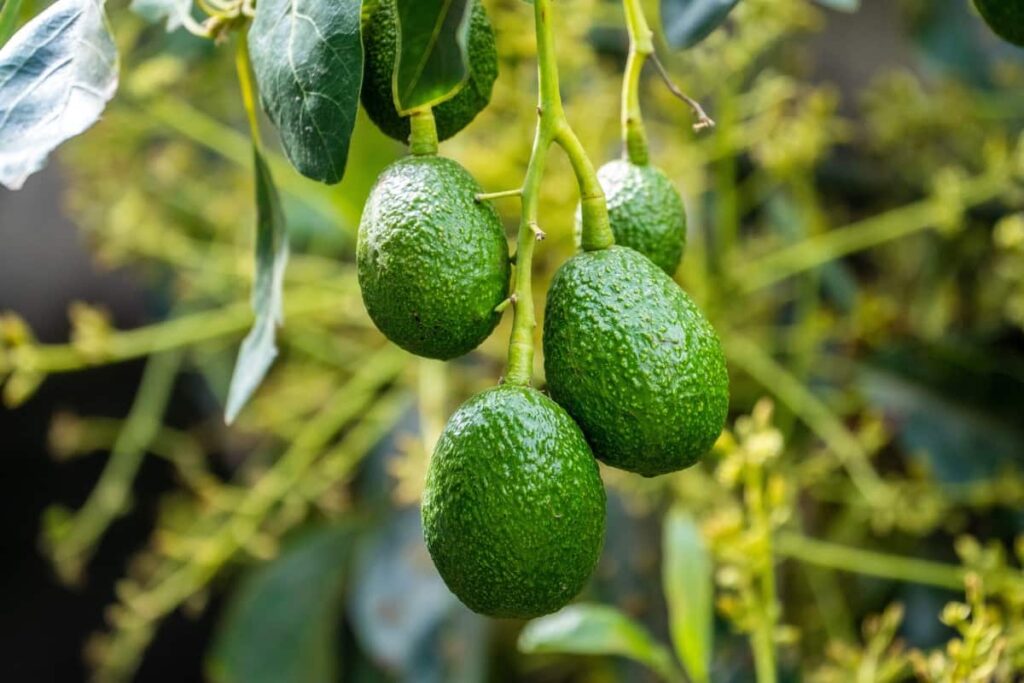 How to Fertilize Avocado Trees For Insane Fruit Set