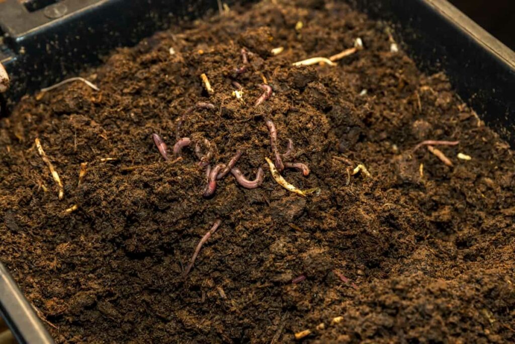 Grow Bajra Organically in Rajasthan2