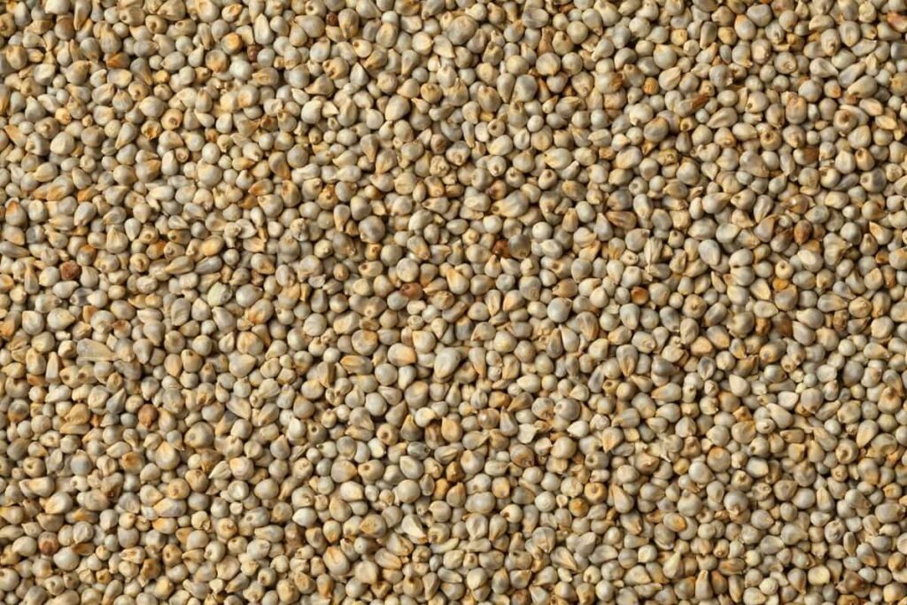 Growing Pearl Millet/Bajra Organically in Rajasthan