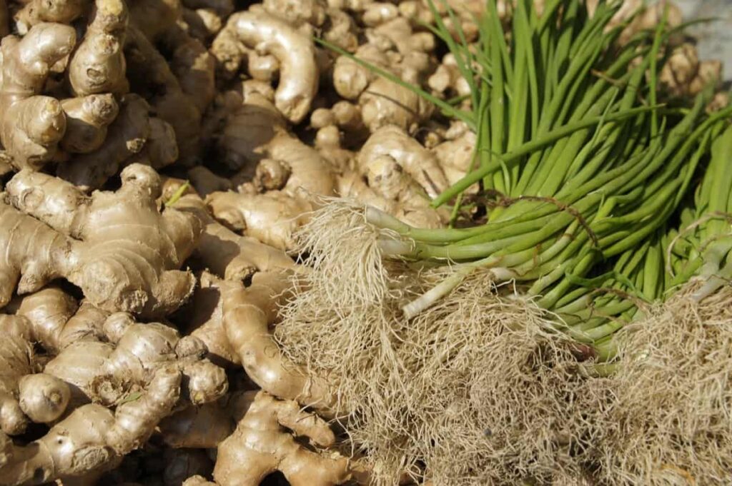 How to Grow Ginger Organically in Gujarat