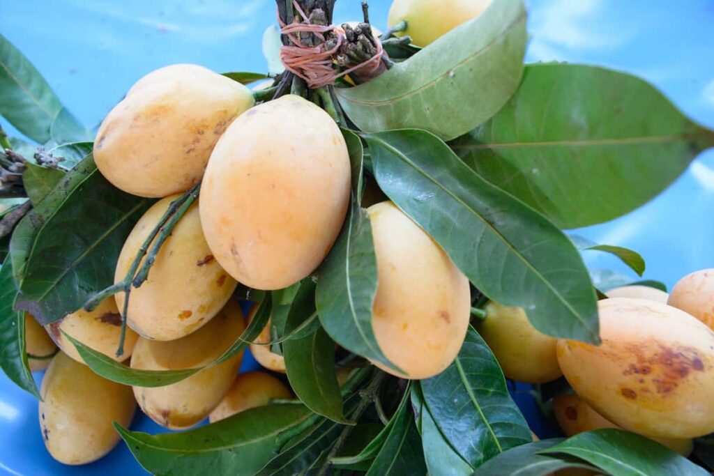 Organic Mango Cultivation 