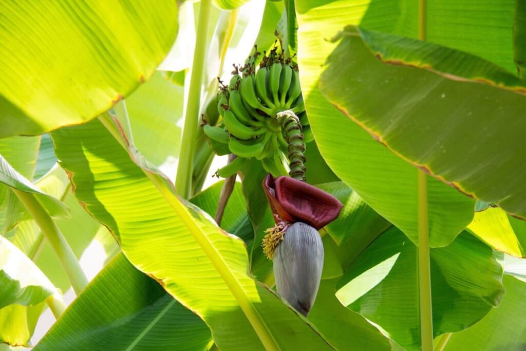 Growing Banana Organically in Maharashtra