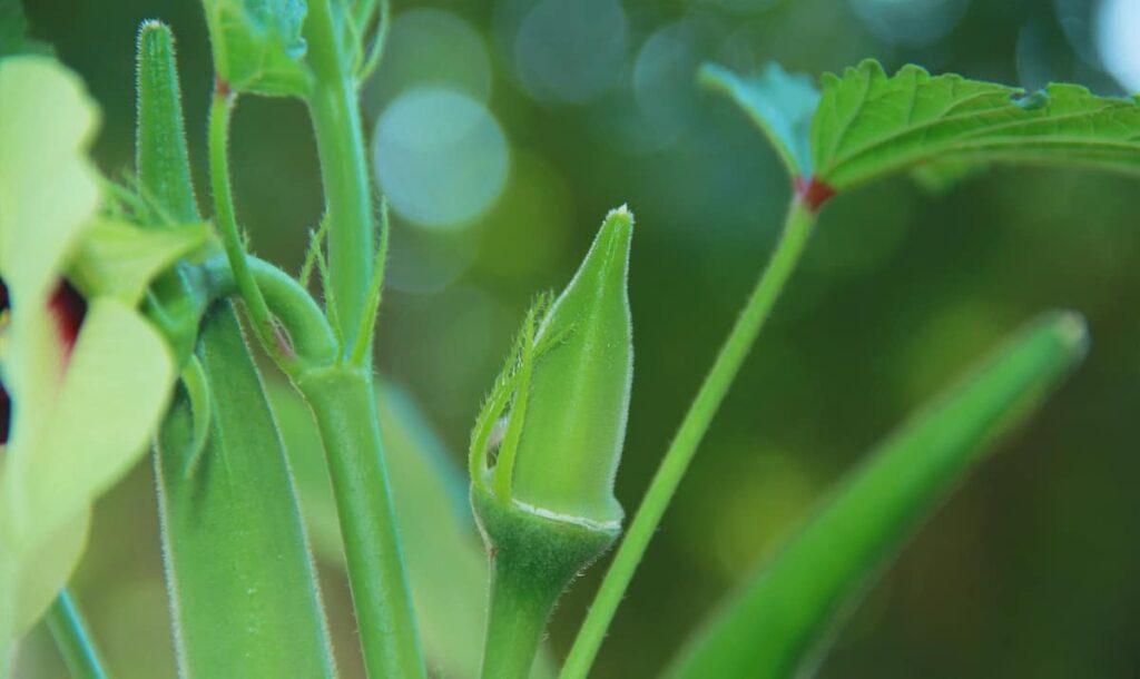 Growing Okra Organically in Tamil Nadu: