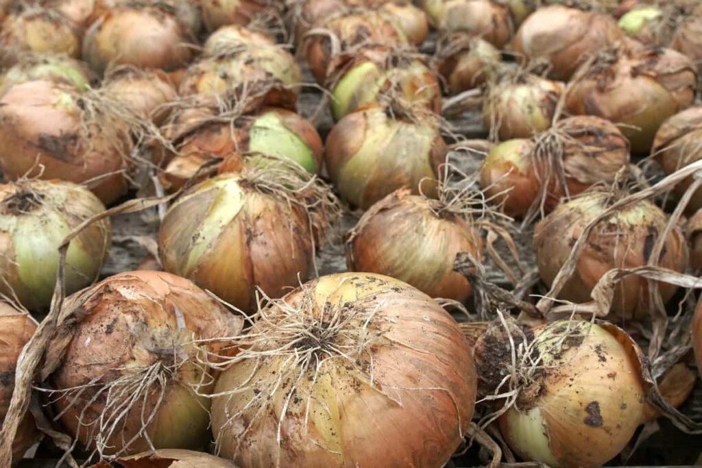 Onions Yield