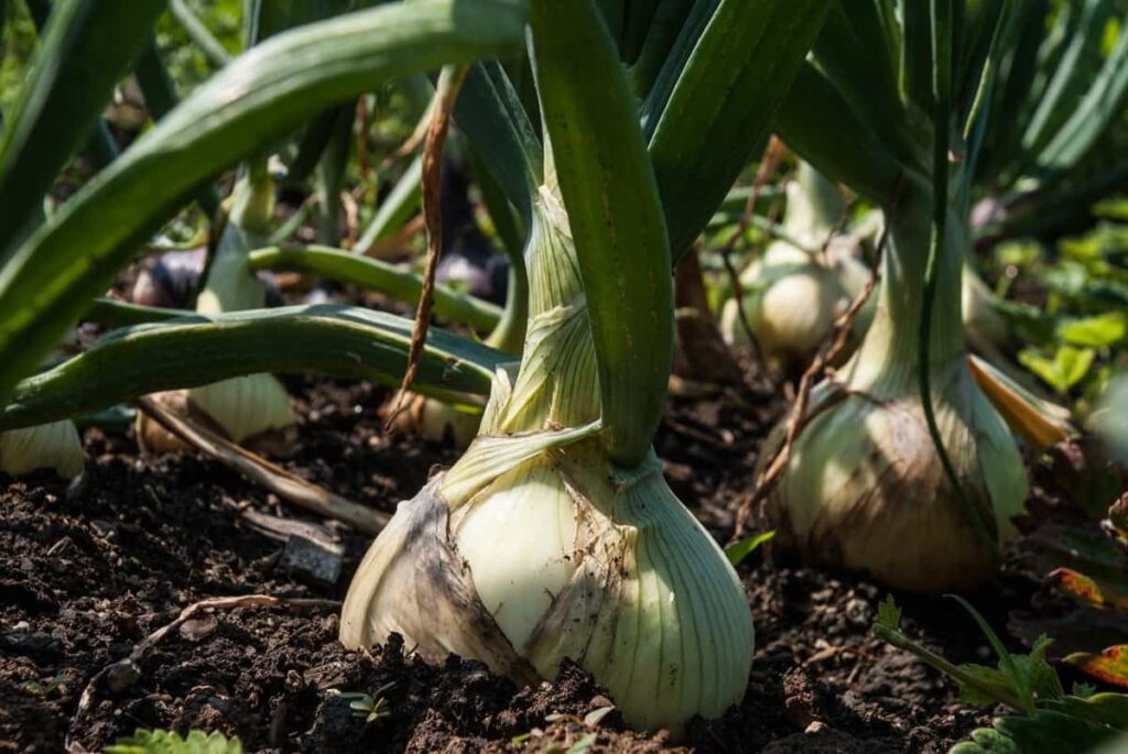 Growing Onions Organically in Maharashtra