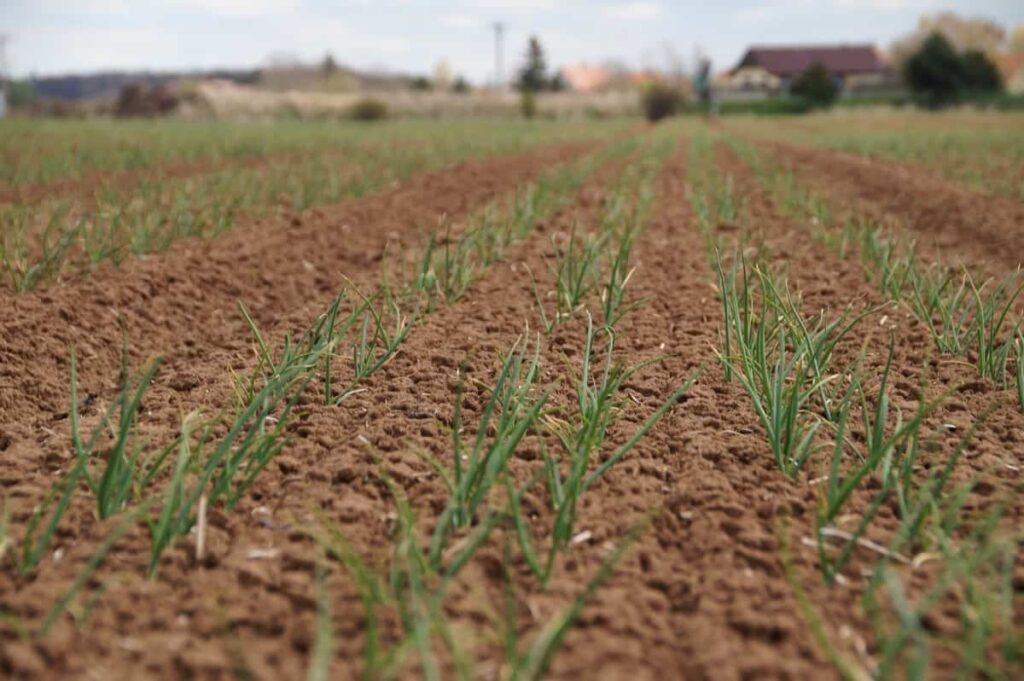 Onions Cultivation
