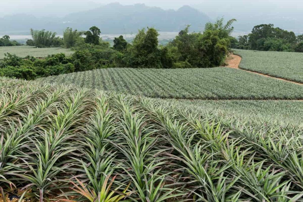 Organic Pineapple Farming