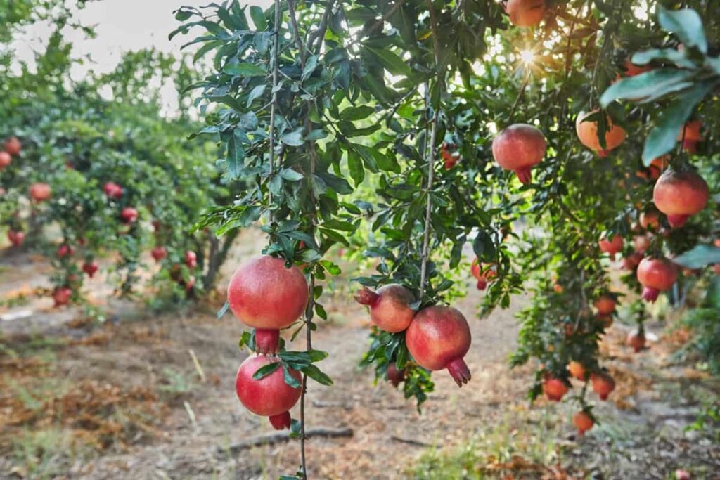 Pomegranate Plantation