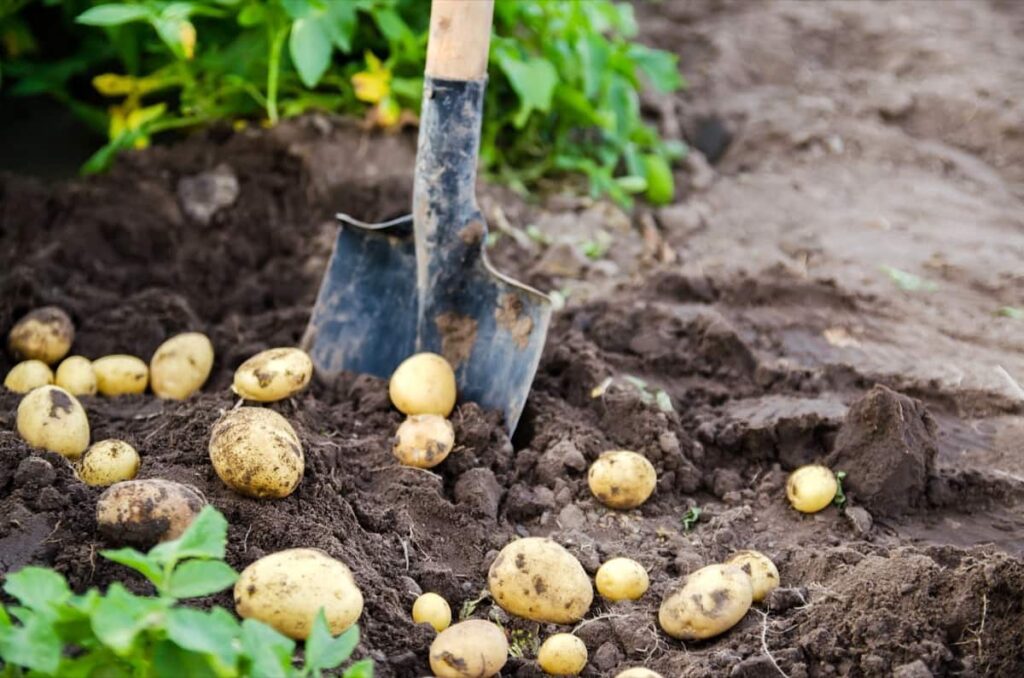 Growing Potatoes Organically in Telangana