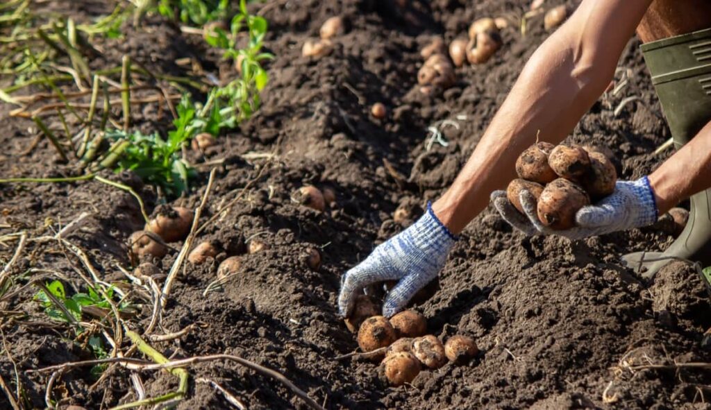 Organic Potato Harvest