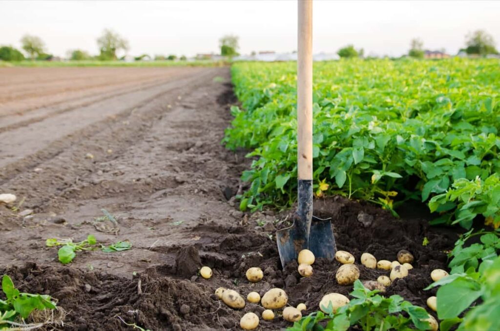 Growing Potatoes Organically in Uttar Pradesh
