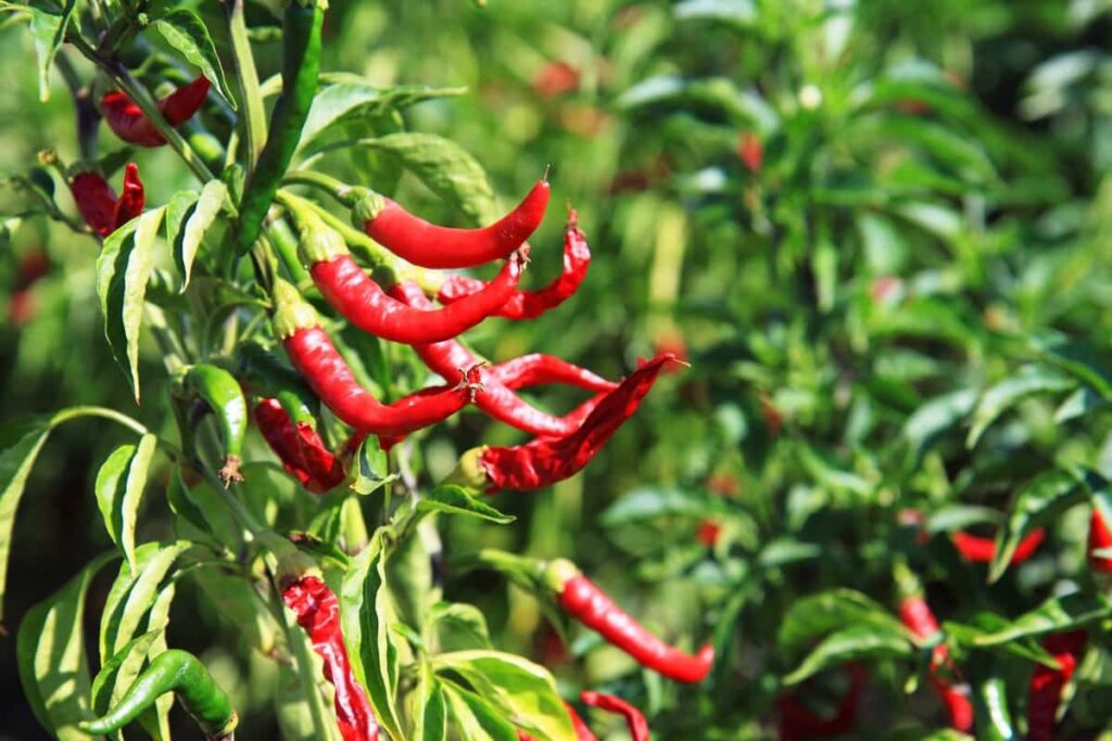 Growing Red Chilli Organically in Andhrapradesh