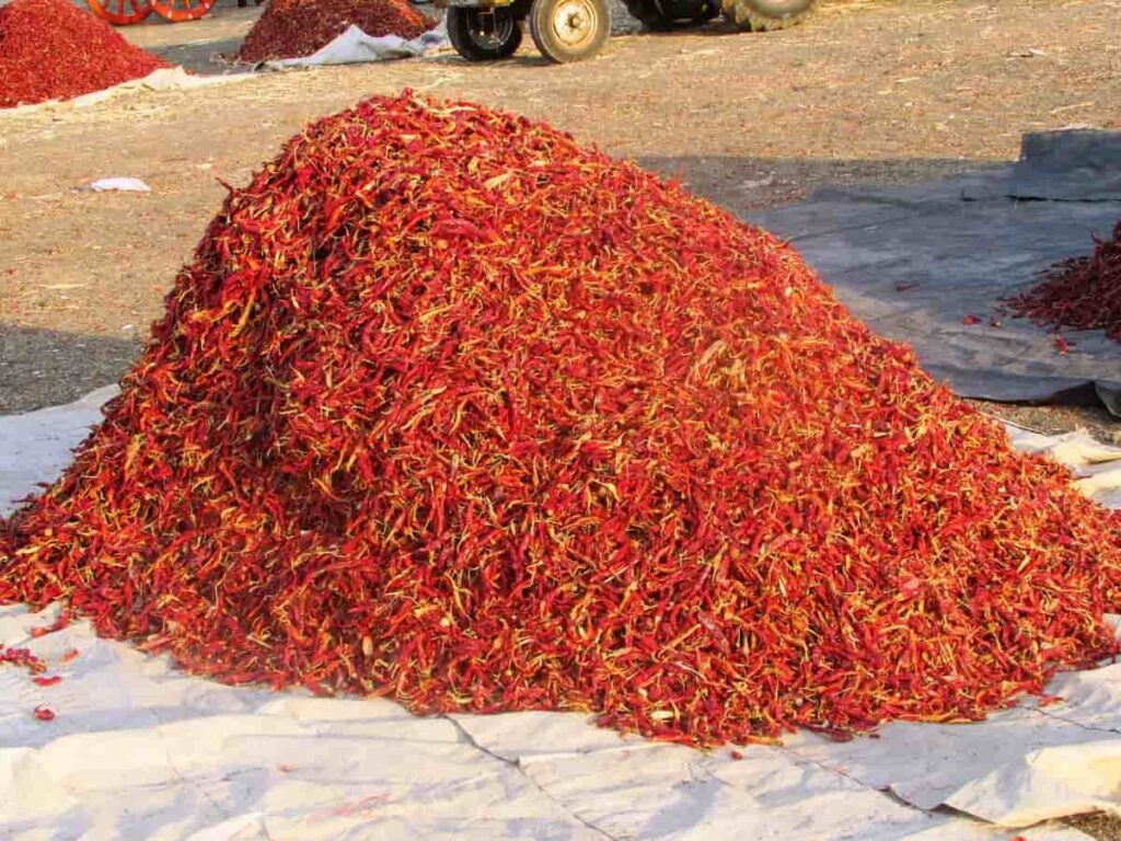 Growing Red Chilli Organically in Andhrapradesh2