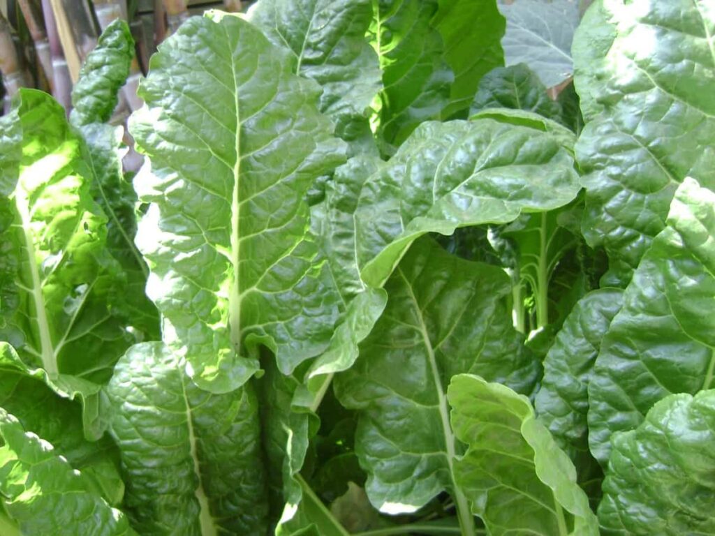 Spinach Cultivation