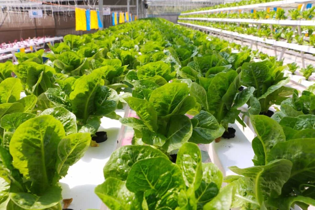 Hydroponic Lettuce Farming
